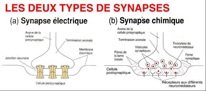Synapse. использование событий ttcpblocksocket.
