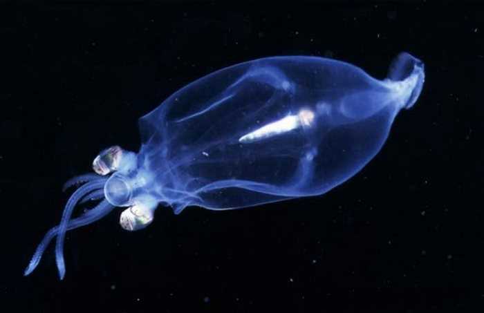 Прозрачный squid