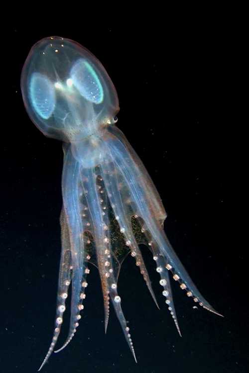 Прозрачный squid